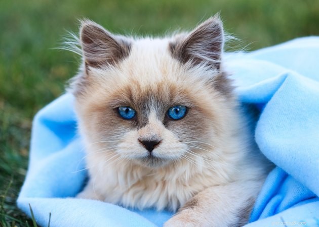 100 jmen modrookých koček