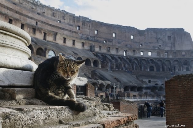 Ciao, Meow라고 말할 수 있는 이탈리아 고양이 이름 107개