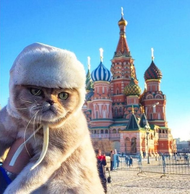 121 nomes de gatos russos