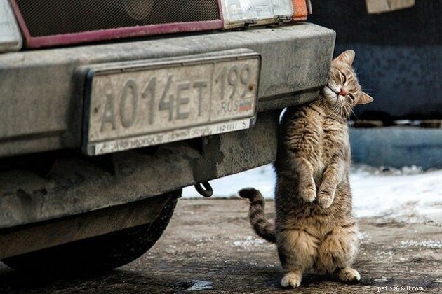 121 nomi di gatti russi