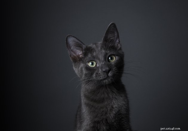 黒猫のこれらの500のユニークでクリエイティブな名前は、かわいい子猫に最適です