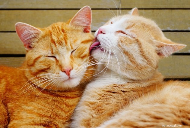 304 nomes incríveis para gatos laranja