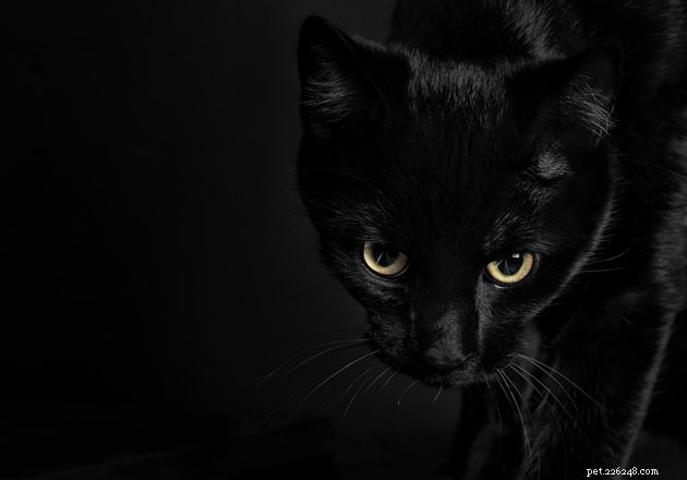 108 nomes de gatos assustadores e misteriosos