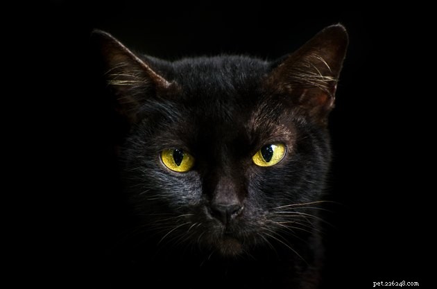 108 nomes de gatos assustadores e misteriosos