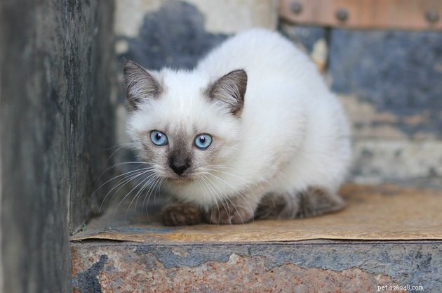 100 nomes de gatos de olhos azuis