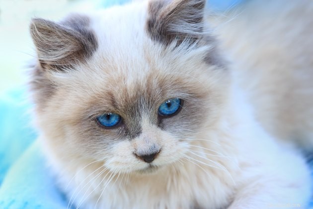100 jmen modrookých koček