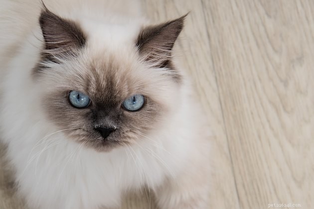 100 noms de chats aux yeux bleus