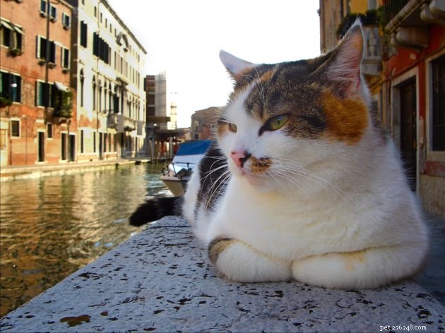 107 italienska kattnamn som får dig att säga Ciao, Mjau