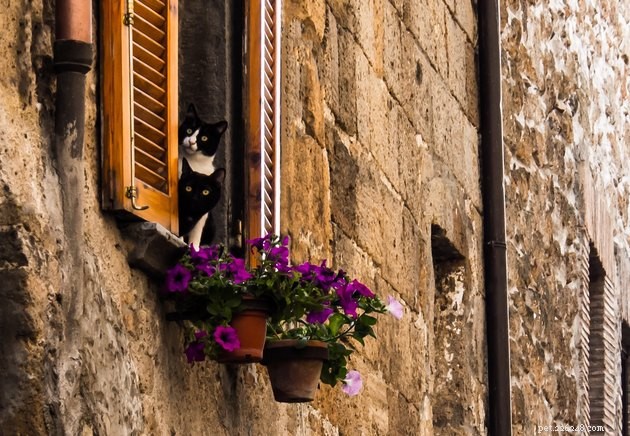 Ciao, Meow라고 부르게 만드는 이탈리아 고양이 이름 107개