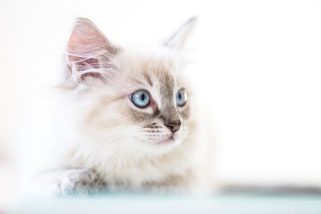 Těchto 310 jedinečných a kreativních jmen pro bílé kočky se perfektně hodí pro nadýchané kočičky
