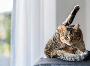 De beste verzorgingsproducten voor het verminderen van huidschilfers van katten in 2022