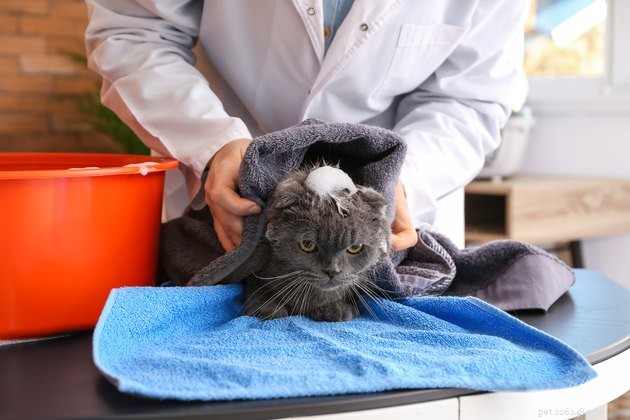 Os melhores shampoos sem água para gatos em 2022