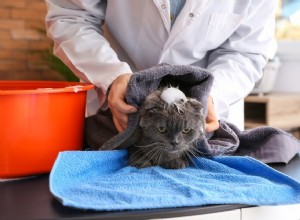 I migliori shampoo per gatti senz acqua nel 2022
