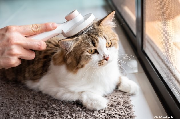 Les meilleurs shampoings sans eau pour chat en 2022