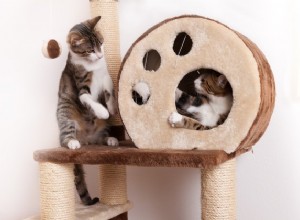 ソーシャル、ソロなど：猫が遊ぶことができるさまざまな方法 