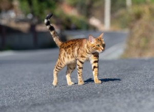 Os melhores rastreadores de gatos por GPS em 2022