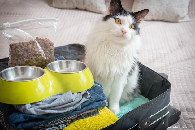 10 tipů, jak vzít kočku na dovolenou