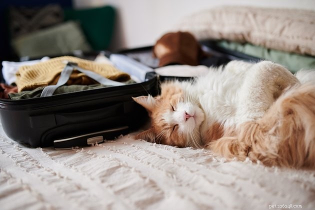 10 tips för att ta med en katt på semester