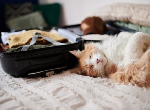 10 tipů, jak vzít kočku na dovolenou