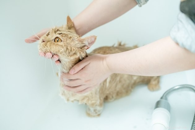 Les meilleurs shampoings pour chat en 2022