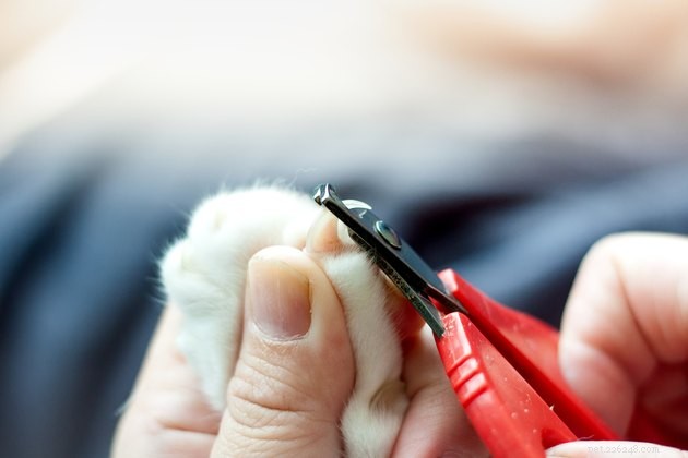 De beste nagelknippers voor katten in 2022