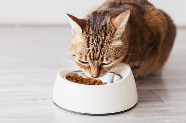 Det bästa kattfodret för känsliga magar 2022