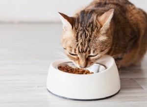 I migliori alimenti per gatti per stomaci sensibili nel 2022