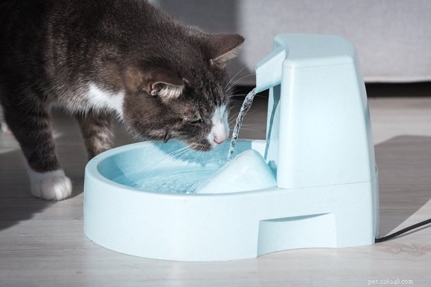 As melhores fontes de água para gatos em 2022