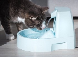 2022年に最高の猫用給水器 