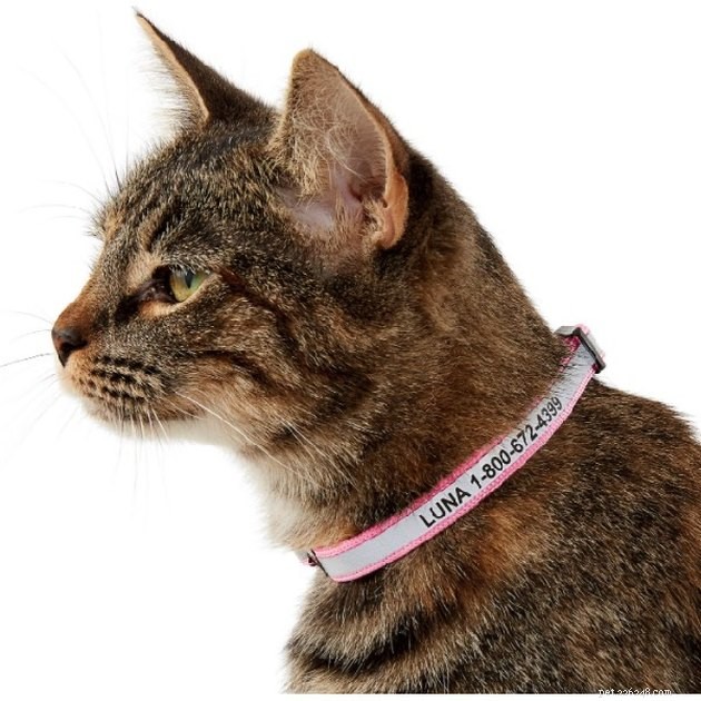 De beste halsbanden voor katten in 2022