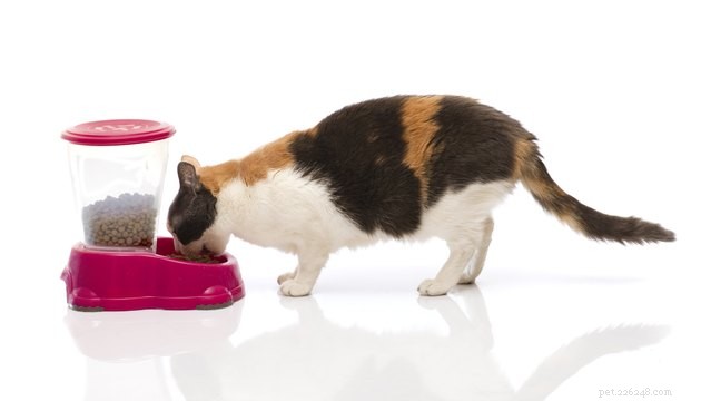 Le migliori mangiatoie automatiche per gatti nel 2022