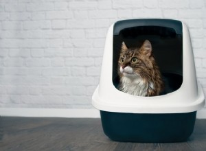 Les meilleures litières agglomérantes pour chats en 2022