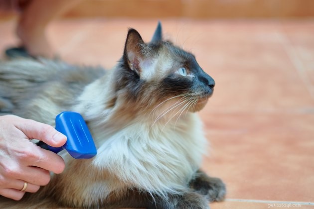 Le migliori spazzole per gatti nel 2022