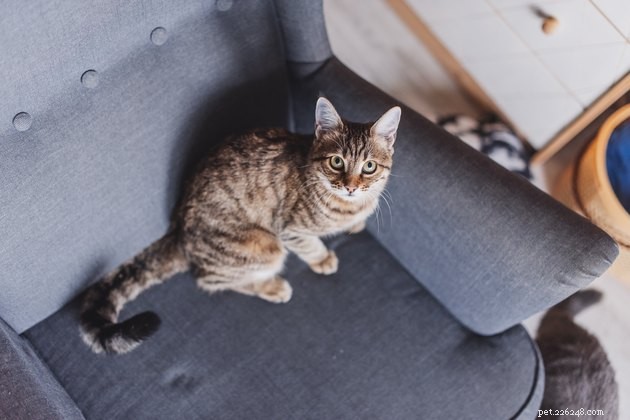 De beste meubelbeschermers voor eigenaren van huisdieren in 2022
