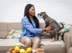 De beste meubelbeschermers voor eigenaren van huisdieren in 2022