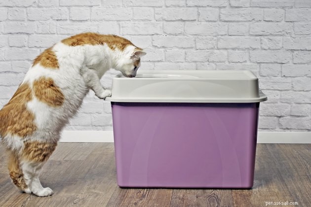 Os melhores desodorizantes de areia para gatos em 2022