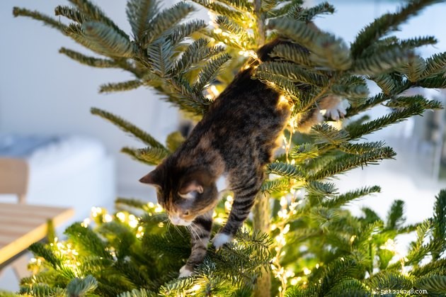 Por que os gatos ficam presos nas árvores?