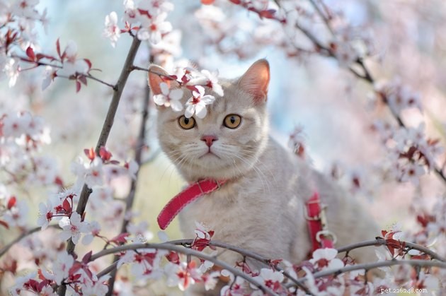 Perché i gatti rimangono bloccati sugli alberi?