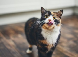 I migliori dolcetti per gatti leccabili del 2022