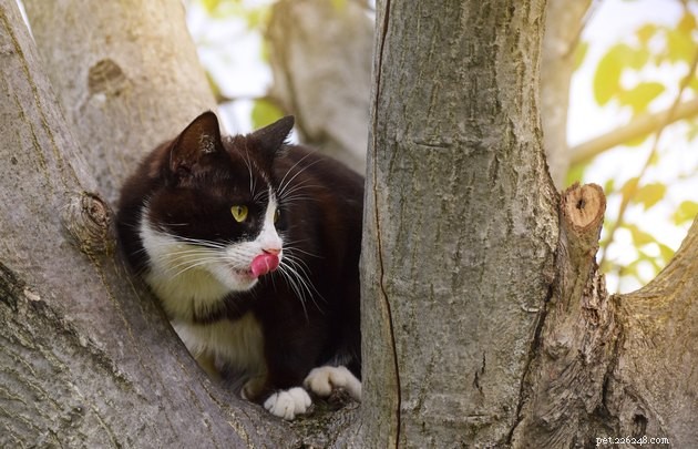 Waarom komen katten vast te zitten in bomen?