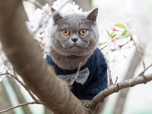 Varför fastnar katter i träd?
