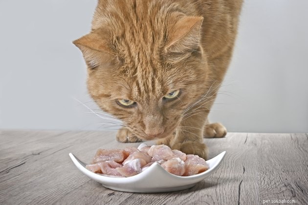 La meilleure nourriture crue lyophilisée pour chats en 2022