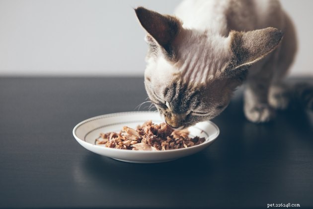 I migliori topper per cibo per gatti nel 2022
