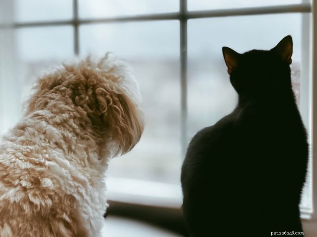 Houden uw hond en kat van elkaar? Zoek naar deze tekens