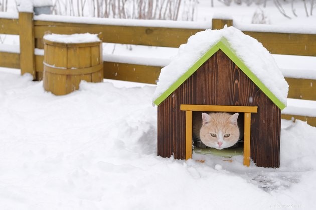 As melhores casas para gatos ao ar livre em 2022