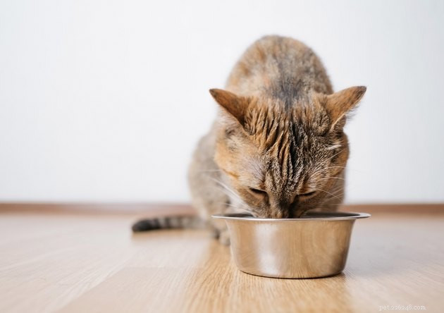 I migliori alimenti per gatti diabetici nel 2022