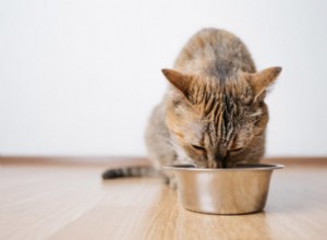 Les meilleurs aliments pour chats diabétiques en 2022