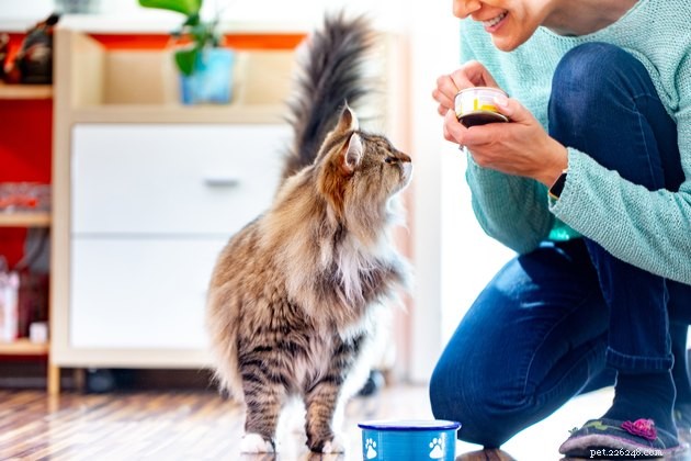 Os melhores alimentos para gatos diabéticos em 2022 