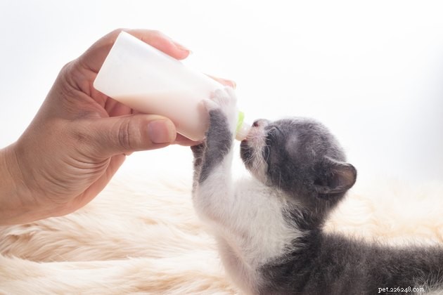 2022年の最高の子猫用離乳薬 