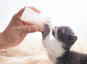 2022년 최고의 새끼 고양이 우유 대용품